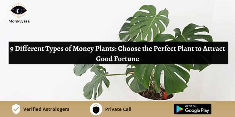 https://www.monkvyasa.com/public/assets/monk-vyasa/img/Different Types of Money Plants.jpg